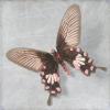Pearl Butterfly 10