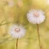 Dandelion Flower Photograph Art Print
