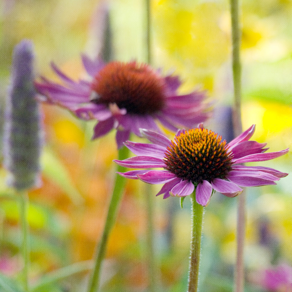 Infusion Dreamy Flower Photograph Art Print