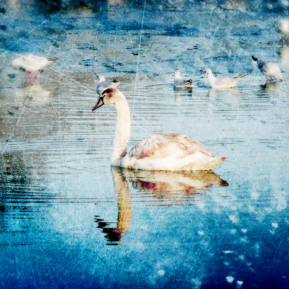 Graceful Swan Photograph Art Print on Luulla