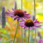 Infusion Dreamy Flower Phot..