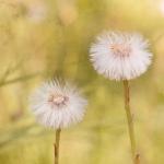 Dandelion Flower Photograph..