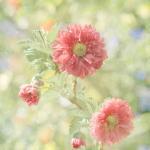 Blush Pastel Flower Photogr..