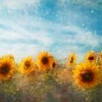 Sunflower Flowers Photograph Art Print